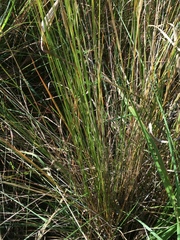 Aristida junciformis