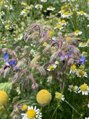 Borago
