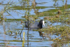 Fulica atra