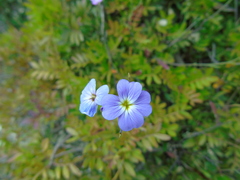 Malcolmia maritima