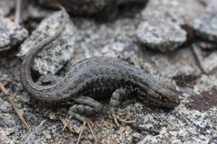 Sceloporus graciosus gracilis