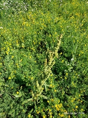 Rumex crispus