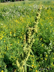 Rumex crispus