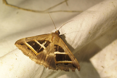 Grammodes bifasciata