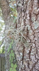 Tillandsia recurvata image