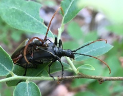 Stenocorus cylindricollis