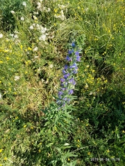 Echium vulgare