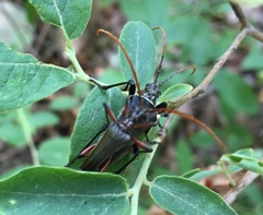 Stenocorus cylindricollis