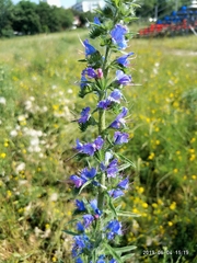 Echium vulgare