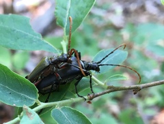 Stenocorus cylindricollis