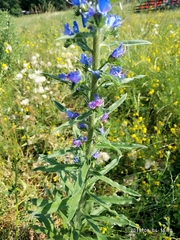 Echium vulgare