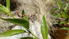 Pseudovates arizonae