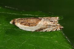 Ancylis discigerana