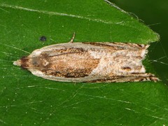 Ancylis discigerana