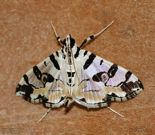 Blush Conchylodes Moth photo 2