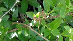 Pseudovates arizonae