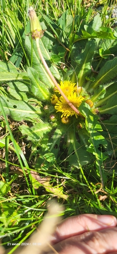 Image of Inula rhizocephala by (c) Эльвира Халиулина, some rights reserved (CC BY)