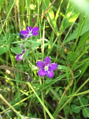 Legousia speculum-veneris