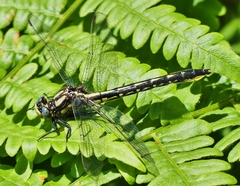 Phanogomphus borealis