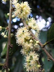 Piparea dentata