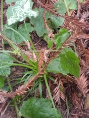 Tolmiea diplomenziesii