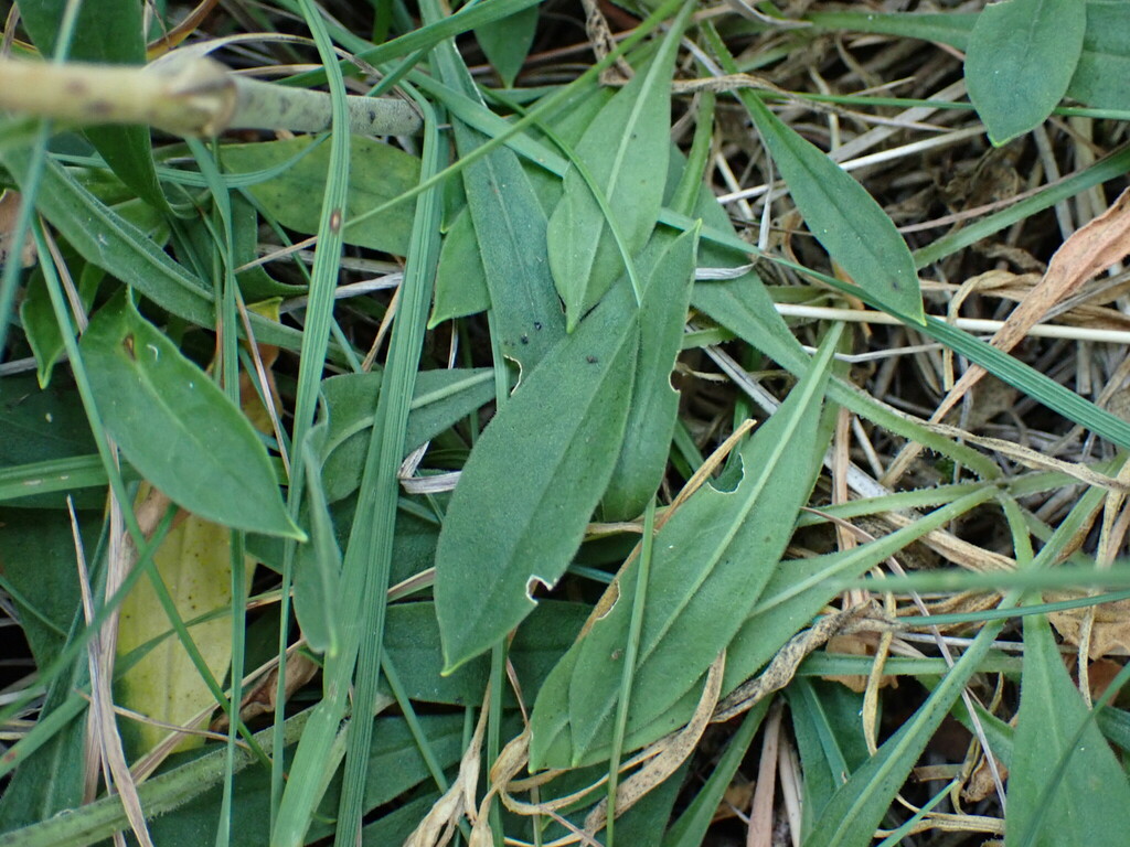 Silene sendtneri; photograph (c) Milan Chytrý, some rights reserved (CC BY)