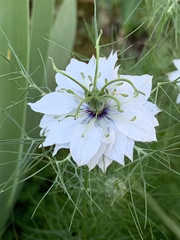 Nigella damascena