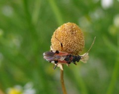 Beosus quadripunctatus