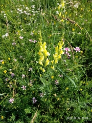 Linaria vulgaris