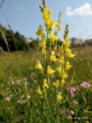 Linaria vulgaris