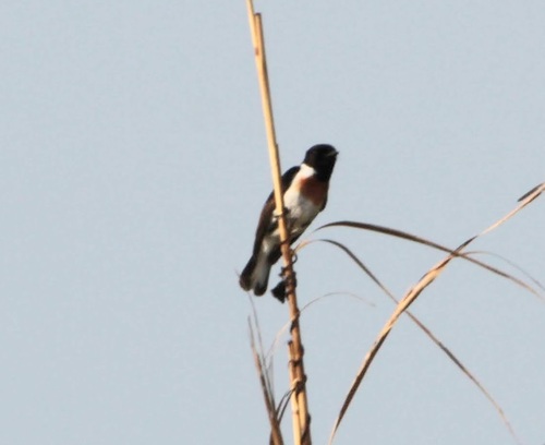 White-tailed Stonechat (Saxicola leucurus)