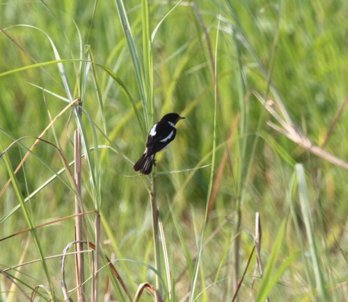 White-tailed Stonechat (Saxicola leucurus), photo 4