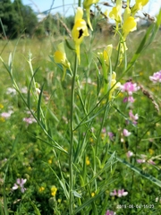 Linaria vulgaris