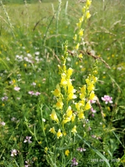 Linaria vulgaris