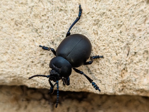 Timarcha tenebricosa
