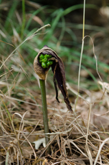 Arum elongatum