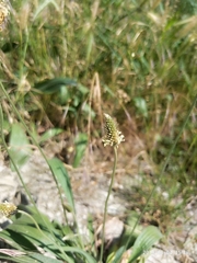 Plantago lanceolata