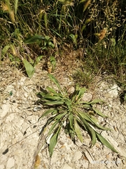 Plantago lanceolata