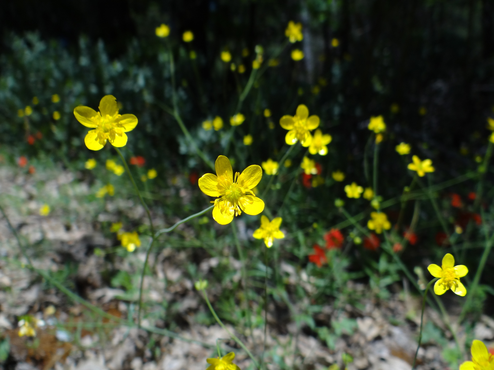 Ranunculus occidentalis var. occidentalis