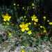 Ranunculus occidentalis occidentalis - Photo (c) western goblin, algunos derechos reservados (CC BY-NC-SA)