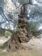 Olea europaea — photo 2