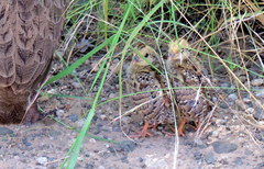 Pternistis swainsonii swainsonii
