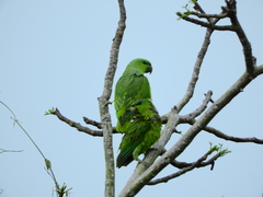 Graydidascalus brachyurus