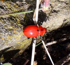 Leptinotarsa rubiginosa