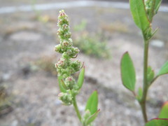 Chenopodium album