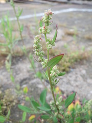 Chenopodium album