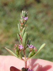 Lythrum tribracteatum