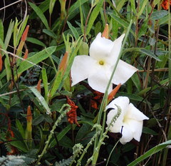 Mandevilla hypoleuca
