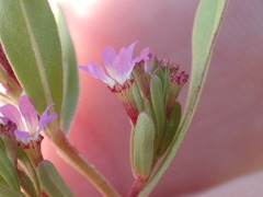 Lythrum tribracteatum