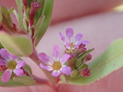 Lythrum tribracteatum